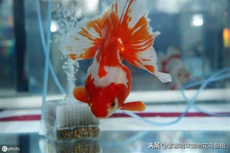 什麼魚招財|家裡養魚有什麼講究？養幾條魚招財？怎麼養不會死？。